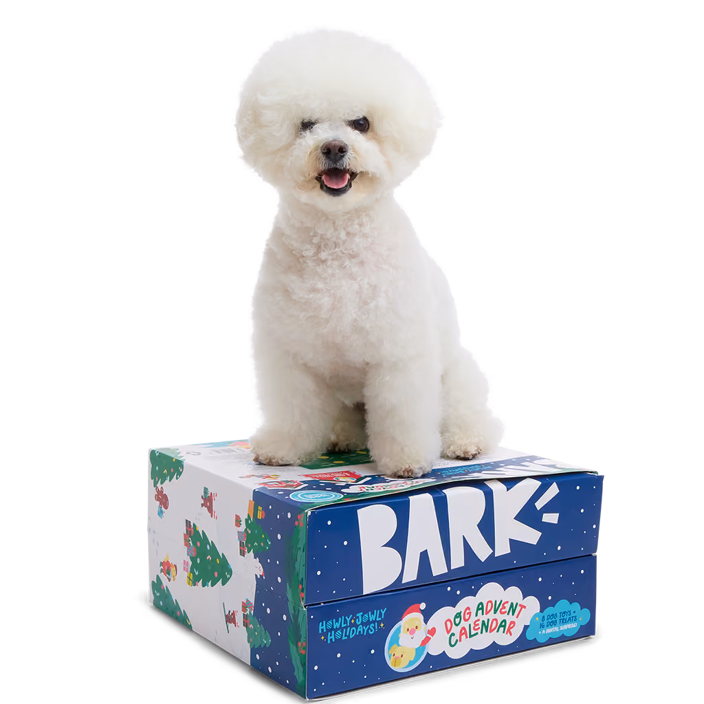 A white bichon sitting on top of the closed box